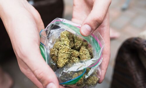 Purchasing Marijuana Seeds with High THC Content