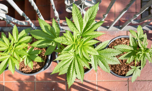 Hemp is a variety of cannabis plant.