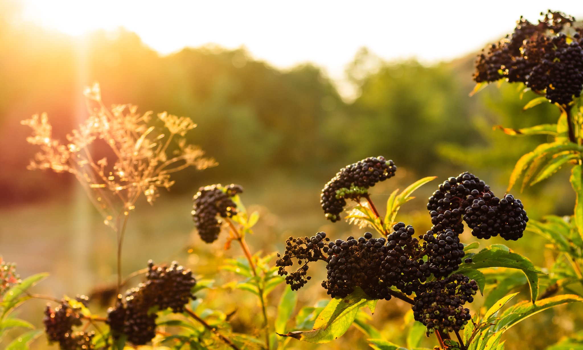 The Awesome Skincare Benefits Of Elderberry health faith strength