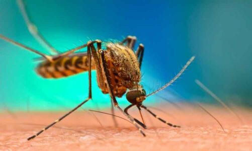 The Global Impact of Malaria