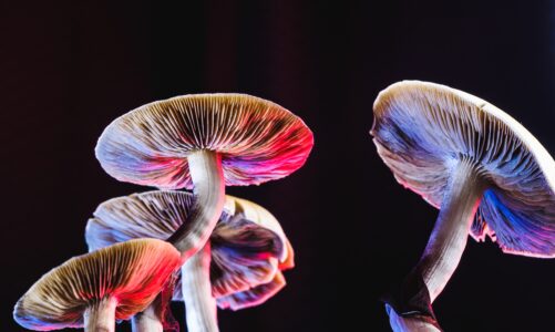 Gummy guardians- Navigating the realm of magic mushroom edibles