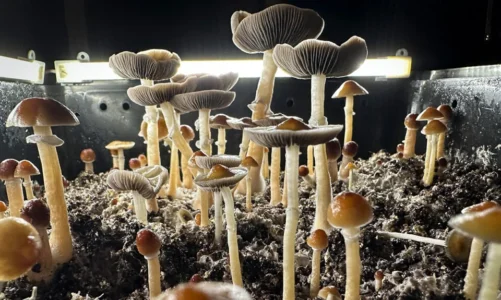 Can magic mushrooms be used as a medicine?