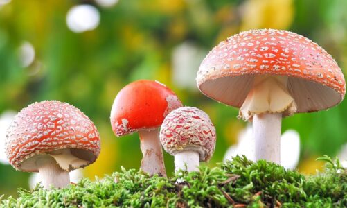 How to find high-quality magic mushroom gummies?